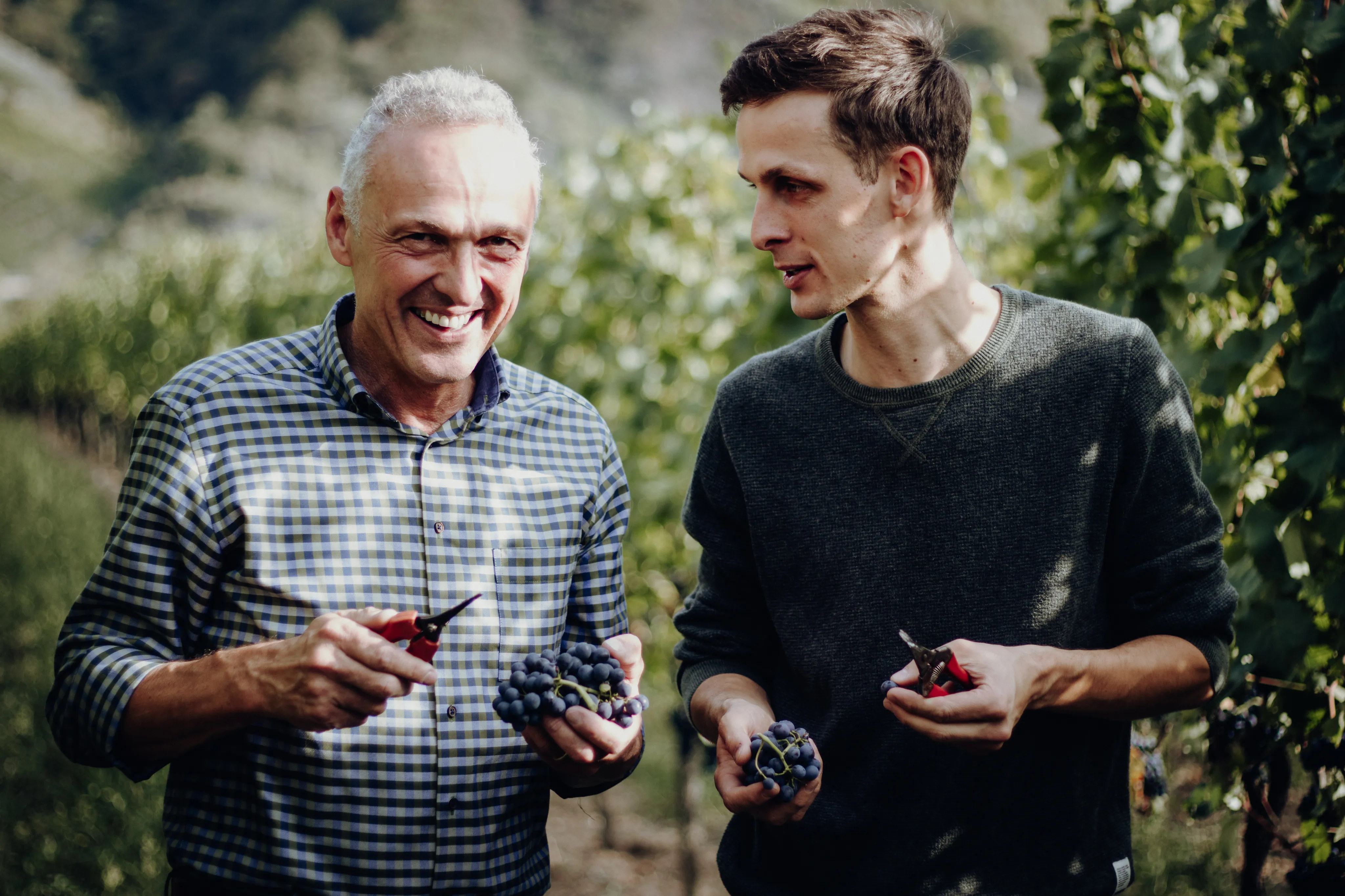 Hans-Peter und Christian Scholtes bei der Weinlese